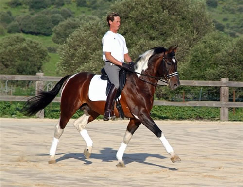 Sports Horse Breeding Of Great Britain