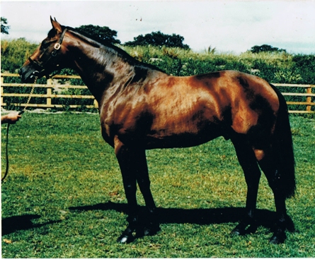 Sports Horse Breeding of Great Britain