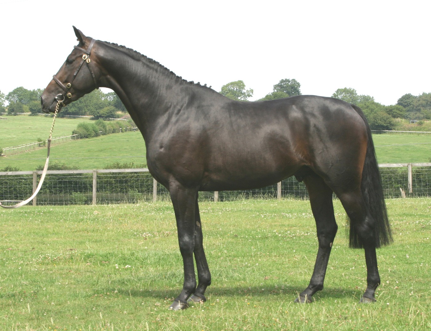 Sports Horse Breeding of Great Britain